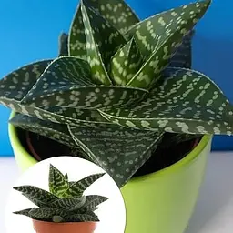 Сукулент Гастералое Agro-Market Tiki Zilla (вазон Р9) (186901) 1 саджанець в упаковці - мініатюра 2