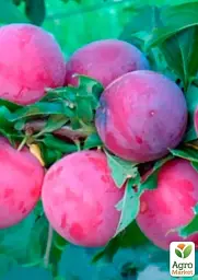 Саджанець Agro-Market Слива колоновидна Оскар плюс 1 шт. в упаковці (52705) - мініатюра 2