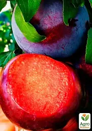 Саджанець Agro-Market Слива Шатер (середній термін дозрівання) 1 шт. в упаковці (52725) - мініатюра 2