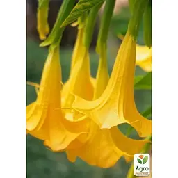 Саджанець Agro-Market Бругмансія деревоподібна Lemon (49866) 1 шт. в упаковці - мініатюра 2
