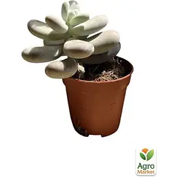 Сукулент Agro-Market Пахіфітум Pachyphytum Oviferum (122943) 1 саджанець в упаковці (кімнатний) Нідерланди - мініатюра 3