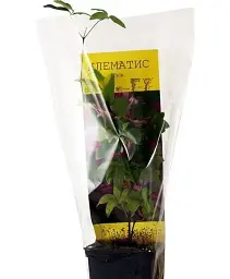 Клематис Agro-Market Piilu 1 саджанець в упаковці (15859) - мініатюра 2