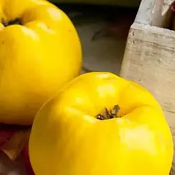 Саджанець Agro-Market Айва яблуневидна Кодрянка (осінній сорт, ранній термін дозрівання) (20945) 1 шт. в упаковці - мініатюра 3