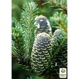Саджанець Agro-Market Ялиця бальзамічна Казковий сад (Fairy Garden) горщик P9 (38181) - мініатюра 5