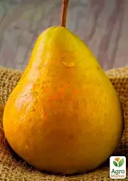 Саджанець Agro-Market Груша Дюшес (зимовий сорт, пізній термін дозрівання) 1 шт. в упаковці (15811) - мініатюра 2