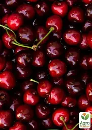 Саджанець Agro-Market Вишня темно-бордова Блаженство (Bliss) (угорська селекція, преміальний високоякісний сорт) 1 шт. в упаковці (43991) - мініатюра 4