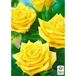 Саджанець Agro-Market Троянда чайно-гібридна Ландора (клас АА +) вищий сорт (15952) 1 шт. - мініатюра 3