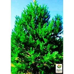Саджанець Agro-Market Сосна Шотландська Scots Pine (швидкозростаюча) горщик P9 (52217) - мініатюра 2