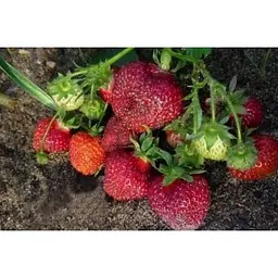 Саджанець Agro-Market Полуниця Хоней (Honey) 5шт (ранній термін дозрівання, стійкий до хвороб і шкідників) (23403) - мініатюра 9