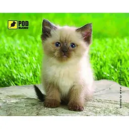 Килимок Pod Mishkou Сіамський котик - мініатюра 1