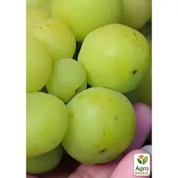 Саджанець Agro-Market Виноград Прима України (надранній сорт) (184242) 1 шт. - мініатюра 2
