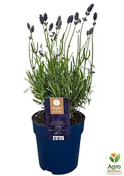 Саджанець Agro-Market LMTD Лаванда англійська 2-річна Felice (20-30см) (152711) - мініатюра 2