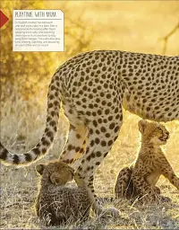 Born to be Wild. How Baby Animals Survive and Thrive - мініатюра 4