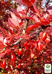 Саджанець Agro-Market Барбарис Тунберга 3-х річний Atropurpurea Nana С3, висота саджанця від 25см (175131) - мініатюра 4