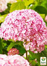 Саджанець Agro-Market Гортензія деревоподібна Candybelle Marshmallow (101599) - мініатюра 2