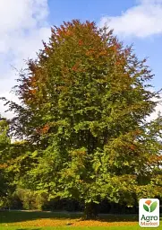 Саджанець Agro-Market Бук європейський (Fagus Sylvatica) висота 25-35 см 1 шт. в упаковці (115232) - мініатюра 3