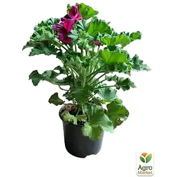 Саджанець Agro-Market Пеларгонія Королівська Aristo Burgundy (контейнер № 10 висота 10-20 см) (49108) 1 шт. в упаковці - мініатюра 2