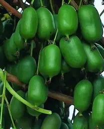 Саджанець Agro-Market Актинідія Оригінальна (міні-ківі, морозостійкий сорт, пізній термін дозрівання) (20749) 1 шт. в упаковці - мініатюра 2