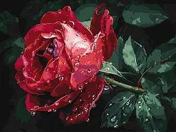 Картина за номерами - Троянда під дощем art_selena_ua