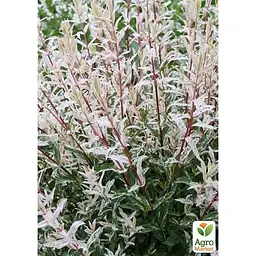 Саджанець Agro-Market Верба японська цільнолистна Hakuro-nishiki (48778) - мініатюра 4