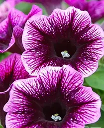 Петунія Agro-Market Go! Tunia Purple Eye контейнер №10 висота 10-15 см 1 саджанець в упаковці - мініатюра 2