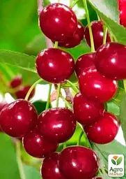Саджанець Agro-Market Вишня Малятко (літній сорт, ранній термін дозрівання) 1 шт. в упаковці (35795) - мініатюра 4