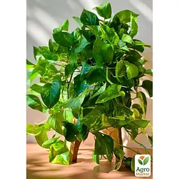 Епіпремнум Agro-Market Global Green (підвісний вазон, довжина пагонів 80-120 см) (188129) 1 саджанець в упаковці (кімнатний) 