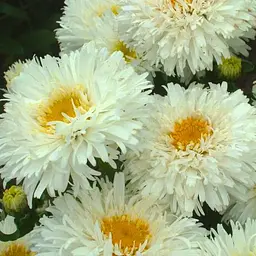 Ромашка махрова "Crazy Daisy" (букетна, великоквіткова) (189544) 1 саджанець в упаковці