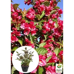 Саджанець Agro-Market Вейгела 2х річна Eva Rathke вазон С3 висота 40-50 см (181460) 1 шт. в упаковці - мініатюра 3