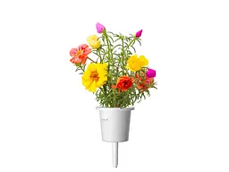 Змінний картридж Click & Grow Мохова троянда (7434CG) - мініатюра 2