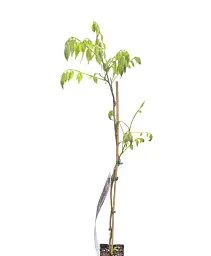 Гліцинія Agro-Market Wisteria chinensis Prolific С2 3-річна китайська висота 60-100 см 1 саджанець в упаковці (185271) - мініатюра 2