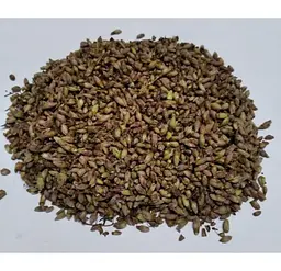 Смородина чорна Брунька Ribes nigrum