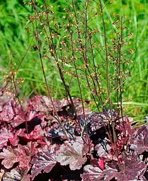 Гейхера Agro-Market Heuchera Midnight Rose 1 саджанець в упаковці - мініатюра 4