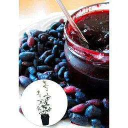 Саджанець Agro-Market Жимолость соковитого синього кольору Топ (Top) (преміальний, високоврожайний, зимостійкий сорт) 1 шт. в упаковці (47688) - мініатюра 3