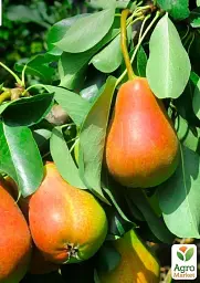 Саджанець Agro-Market Груша Райдуга (зимовий сорт, пізній термін дозрівання) 1 шт. в упаковці (178396) - мініатюра 2
