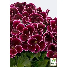 Саджанець Agro-Market Пеларгонія Королівська Aristo Red Beauty (контейнер № 10 висота 10-20 см) (49114) 1 шт. в упаковці - мініатюра 2