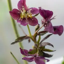 Морозник (Helleborus) Red Lady Agro-Market 1 саджанець в упаковці (48554) - мініатюра 3
