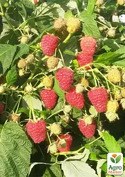 Малина Agro-Market "Джоан Джей" (ремонтантний безшипий високоврожайний сорт шотландської селекції) 1-річний саджанець (189534) 1 шт в упаковці - мініатюра 4