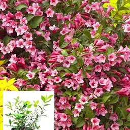 Вейгела Minuet (Weigela'Minuet') S3 висота 50-60см (62741) 1 саженец - мініатюра 4