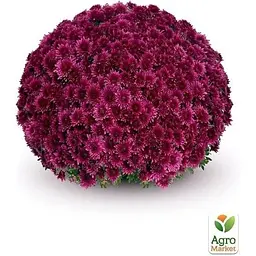 Саджанець Agro-Market Хризантема мультифлора куляста Sorini Mauve (176482) 1 шт. в упаковці - мініатюра 2