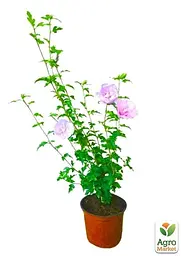 Саджанець Agro-Market Гібіскус сирійський Pink Chiffon С2, висота 20-40 см (62134) - мініатюра 2