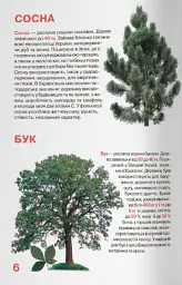 Велика книжка. Рослинний світ України - Олег Зав'язкин - мініатюра 2