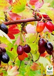 Саджанець Agro-Market Смородина чорна Золотиста (ранній термін дозрівання, зимостійкий і невибагливий сорт) 1 шт. в пакуванні (179312) - мініатюра 2