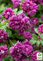 Саджанець Agro-Market Клематис 2-х річний Purpurea plena elegans вазон С2 (181582) - мініатюра 3