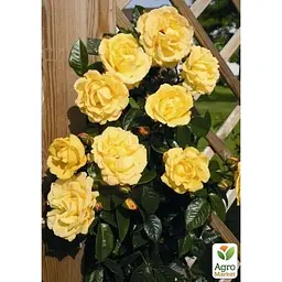 Троянда плетиста Agro-Market Дукат саджанець класу АА+ вищий сорт 1 шт. в упаковці (178143) - мініатюра 3