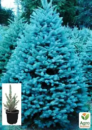 Саджанець Agro-Market Ялина колюча блакитна Super Blue Seedling S3 висота 35-45 см 1 шт. в упаковці (62746) - мініатюра 2
