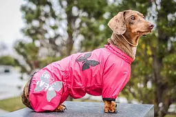 Комбінезон Smart Pet Метелик - мініатюра 2