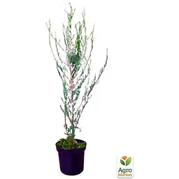 Саджанець Agro-Market Ялівець скельний Silver Star C2, висота 40-60 см (62123) - мініатюра 2