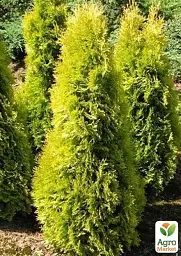 Саджанець Agro-Market Туя західна 2-річна Jantar С3 висота 20-30 см 1 шт. в упаковці (101968) - мініатюра 2