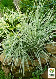 Райграс бульбоносний Arrhenatherum bulbosum (багаторічний декоративний злак) (152232) 1 саженец - мініатюра 6